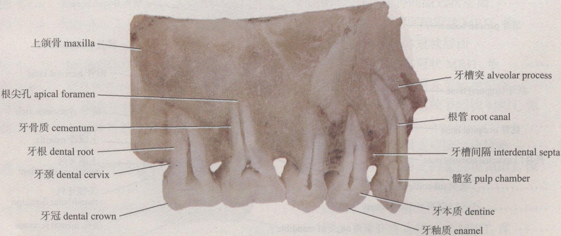 图1-1-5 牙的结构